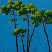 Kiefern Alexandra Schick-Ries