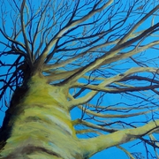 Buche Alexandra Schick-Ries